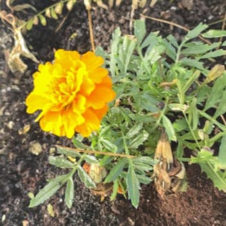 African Marigold plant in Sun City, Arizona
