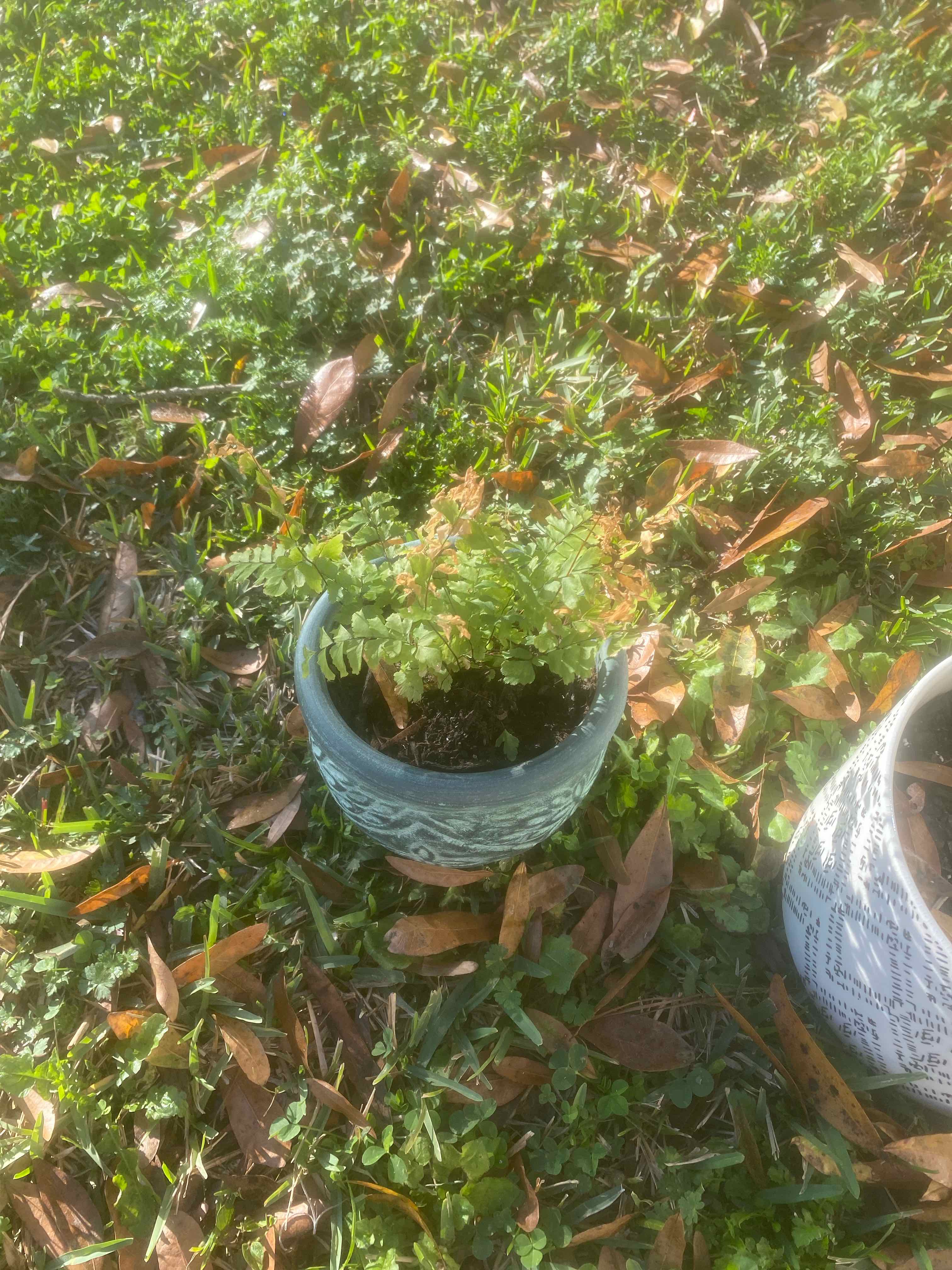 Potted Cunningham's Maidenhair Fern with some browning leaves on a grassy area.