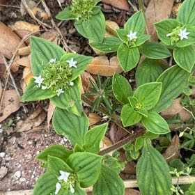 Photo of the plant species Bunchberry by @WeightySalad named Girlfrond on Greg, the plant care app