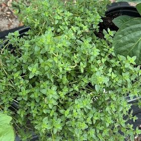 Photo of the plant species Large Thyme by @WeightySalad named Cleopatra on Greg, the plant care app