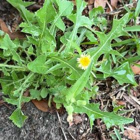 Photo of the plant species Oil Lettuce by @WeightySalad named Einstein on Greg, the plant care app
