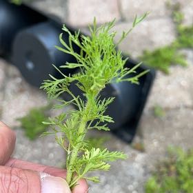 Photo of the plant species Dog Fennel by @WeightySalad named Shakira on Greg, the plant care app