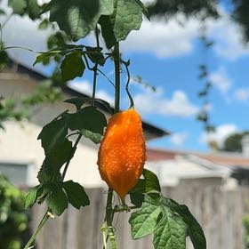 Photo of the plant species Bitter Apple by @WeightySalad named Rosa on Greg, the plant care app