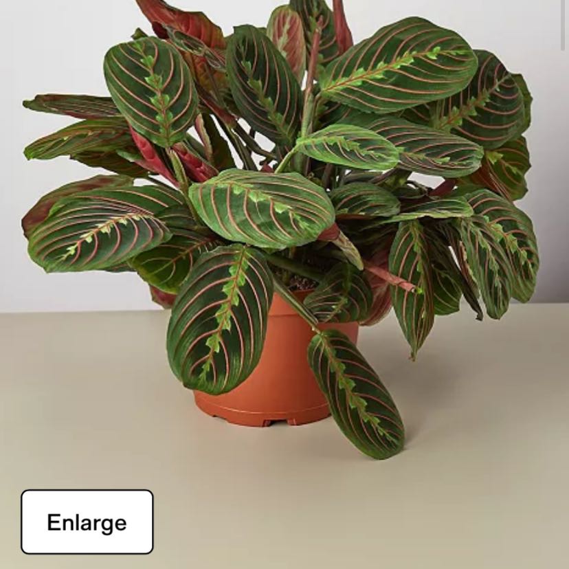 Photo of the plant species Red Prayer Plant by @ZarfApricot named Harmony on Greg, the plant care app