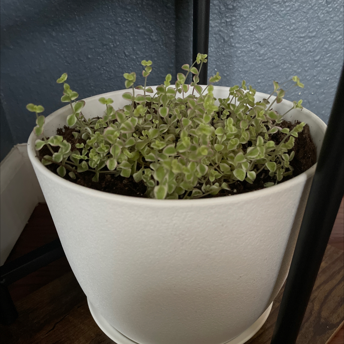 Potted Sedum 'Little Missy' plant in a white pot with visible soil.