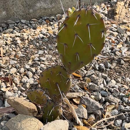 Photo of the plant species Brownspine Prickly Pear by Classylemon named Ulysses S Plant on Greg, the plant care app