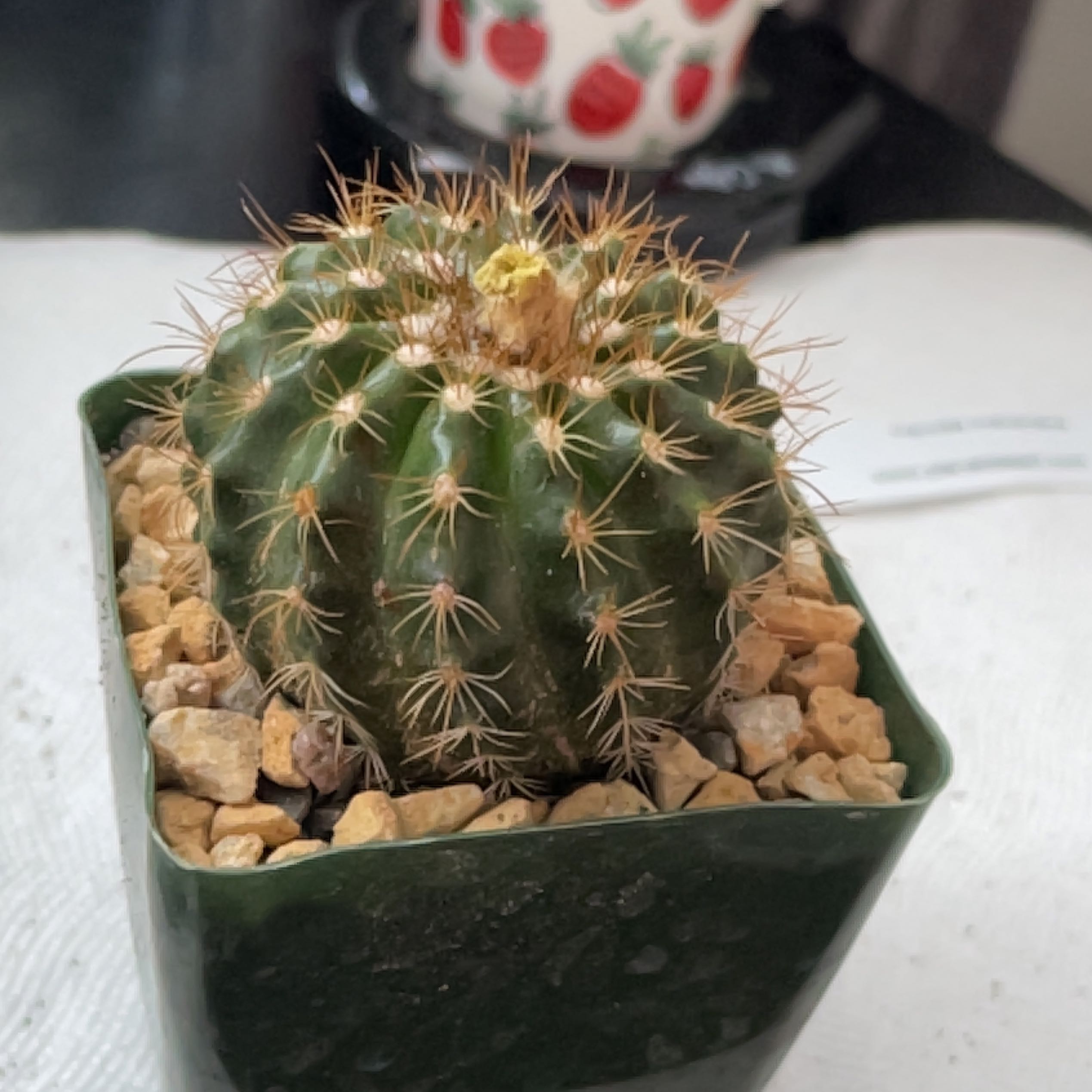 Photo of the plant species Parodia mairanana by @CactiBliss named Winston on Greg, the plant care app