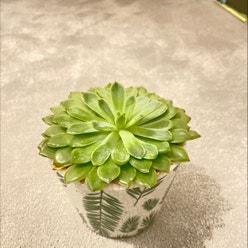 Pearl Echeveria plant