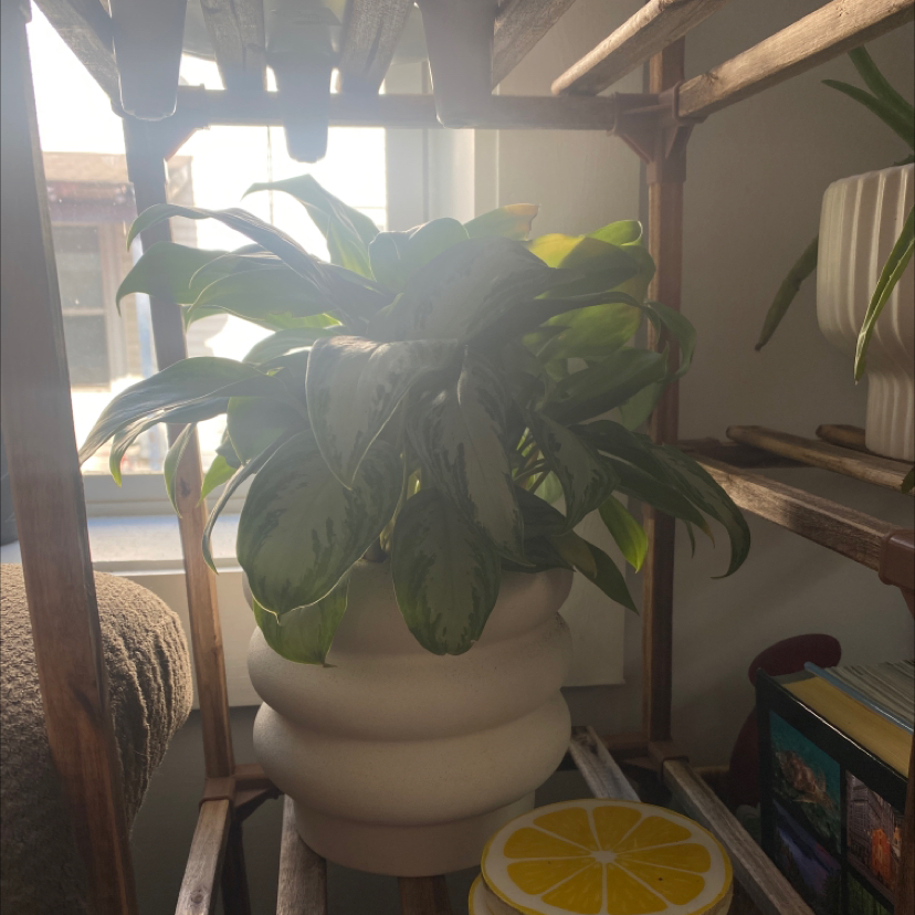Aglaonema 'Silver Bay' plant in a white pot on a shelf with natural light from a window.