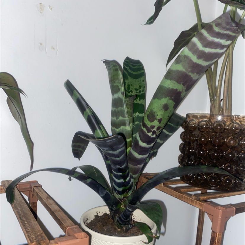Flaming Sword Bromeliad with striped leaves in a pot on a wooden stand.