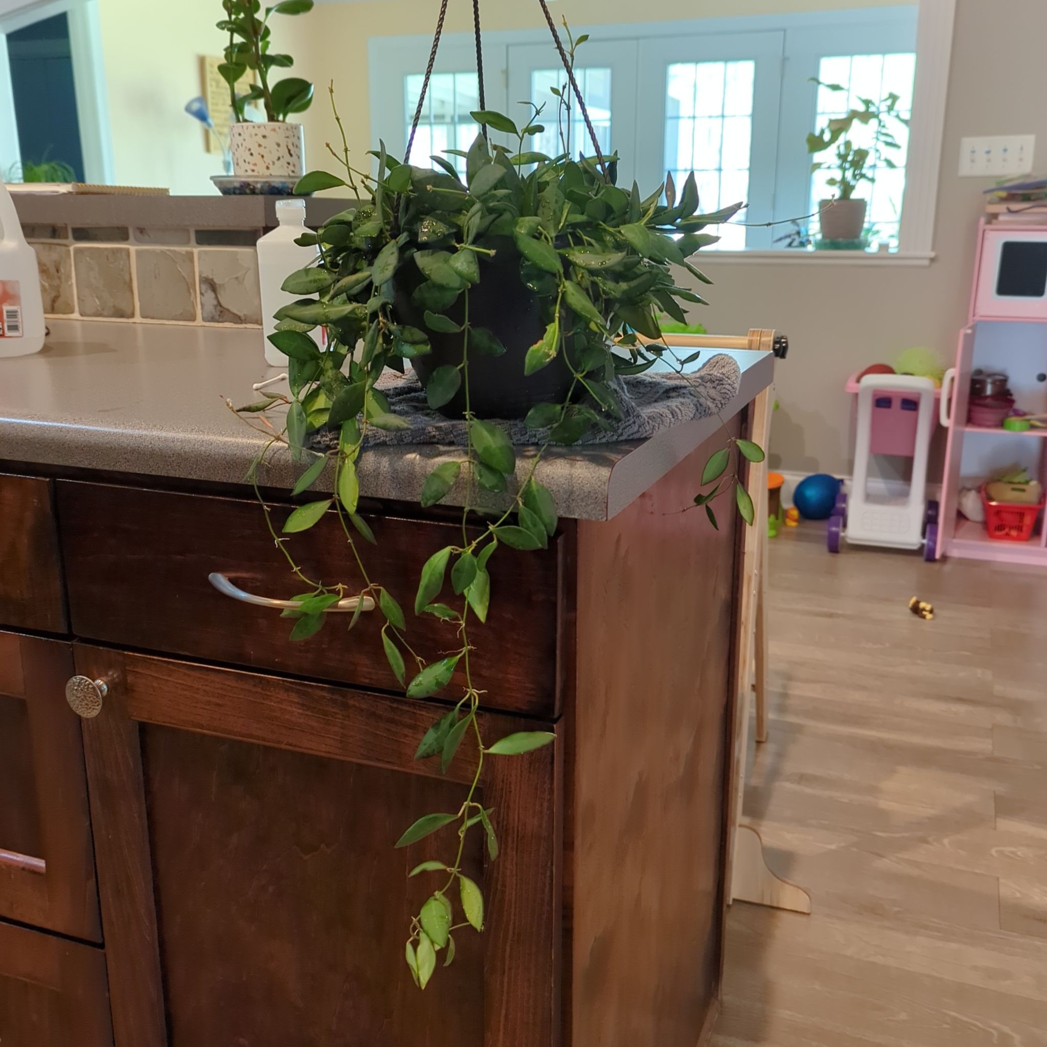 Hoya bilobata plant with trailing vines on a kitchen counter.