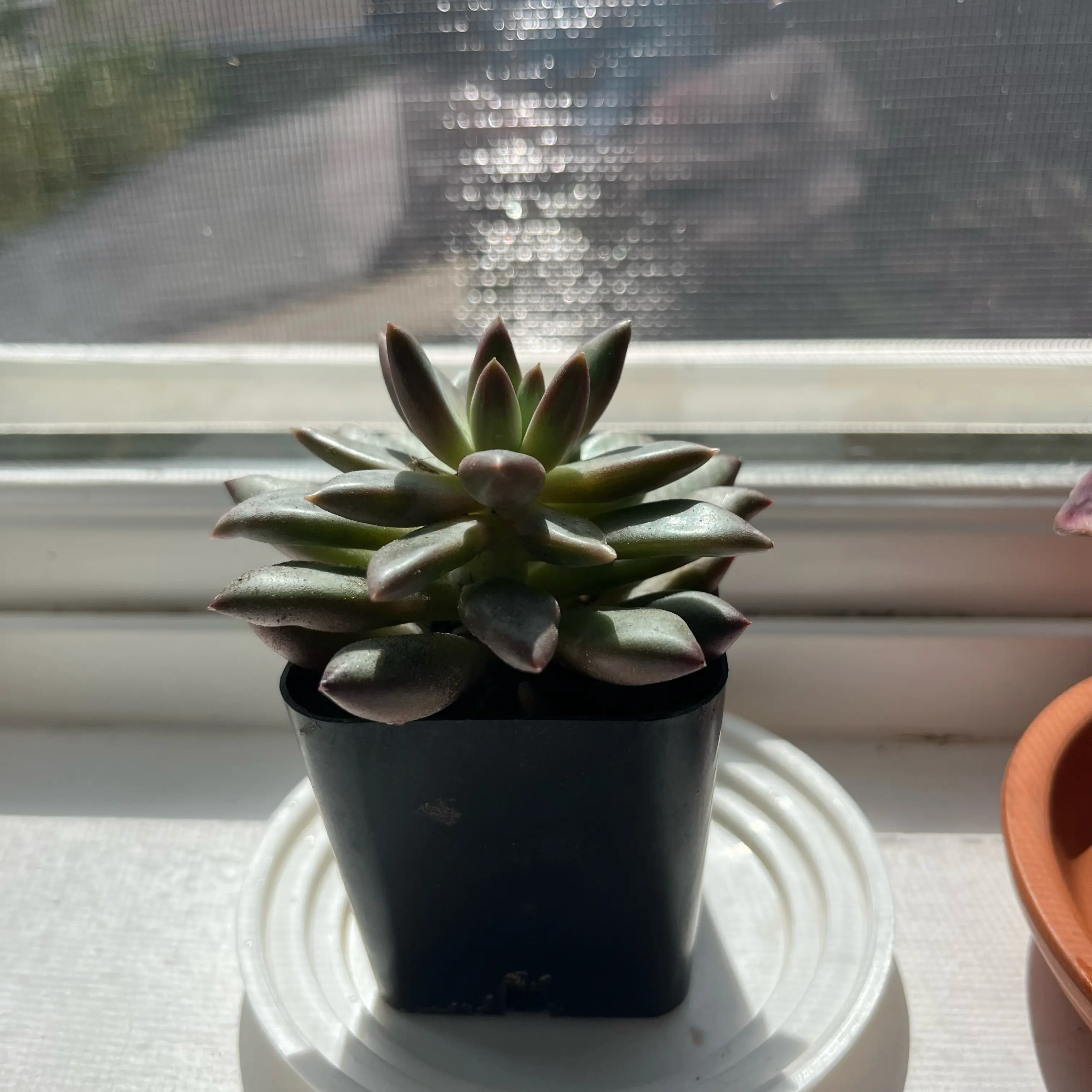 Photo of the plant species Echeveria Goldfish by @HighpowerPhalsa named Darwin on Greg, the plant care app