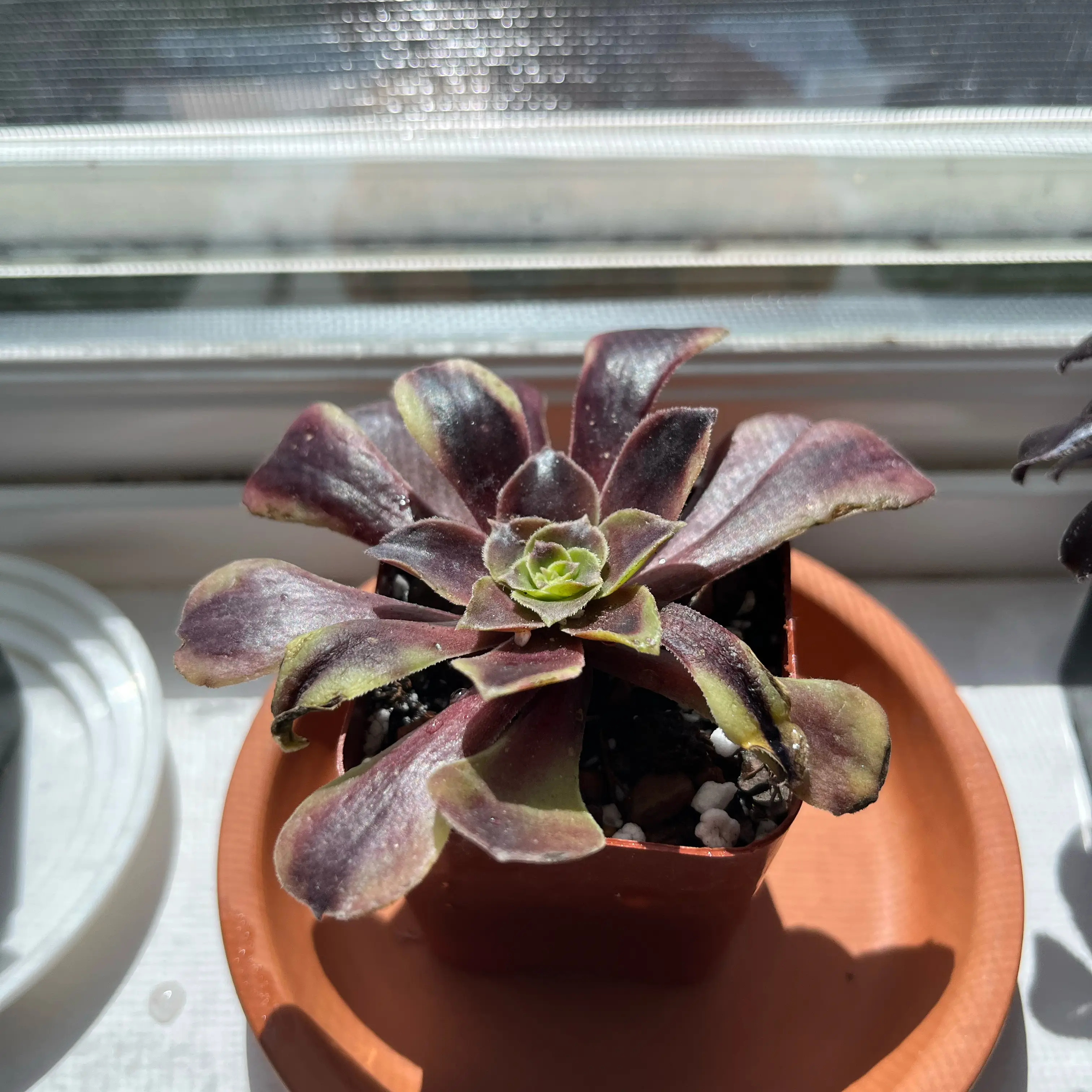 Photo of the plant species Super bang by @HighpowerPhalsa named Madonna on Greg, the plant care app