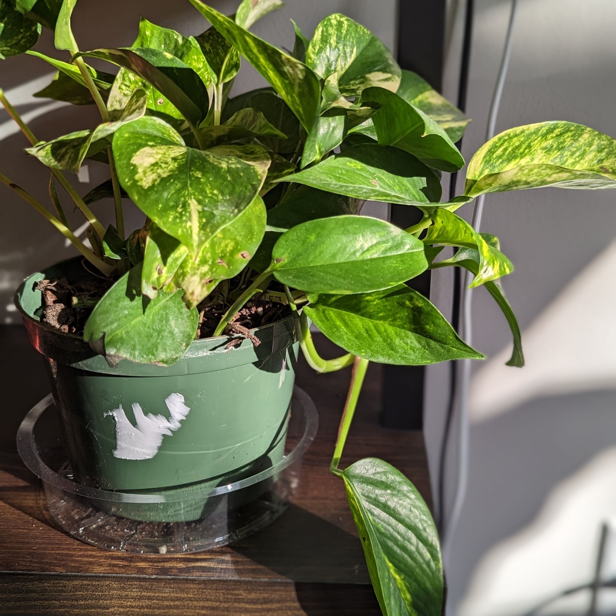 Epipremnum aureum #3