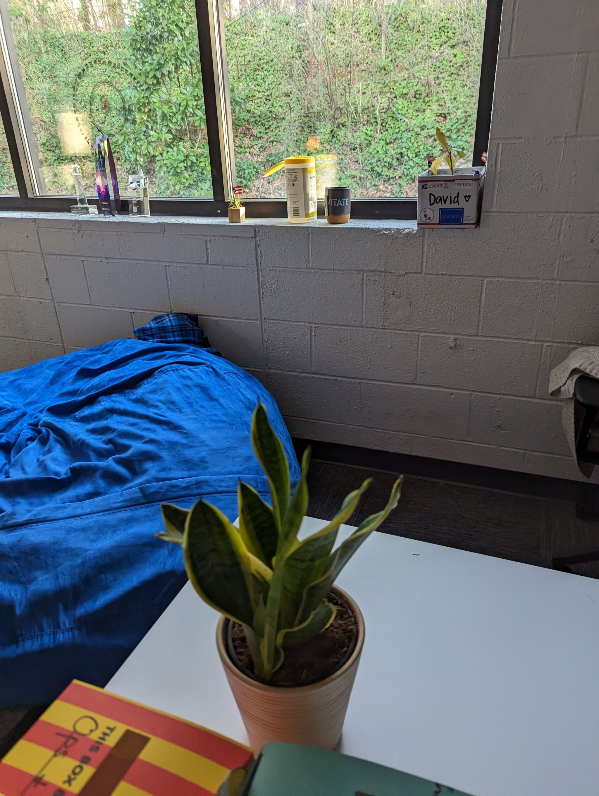 What's the proper way to acclimate a plant to more light?