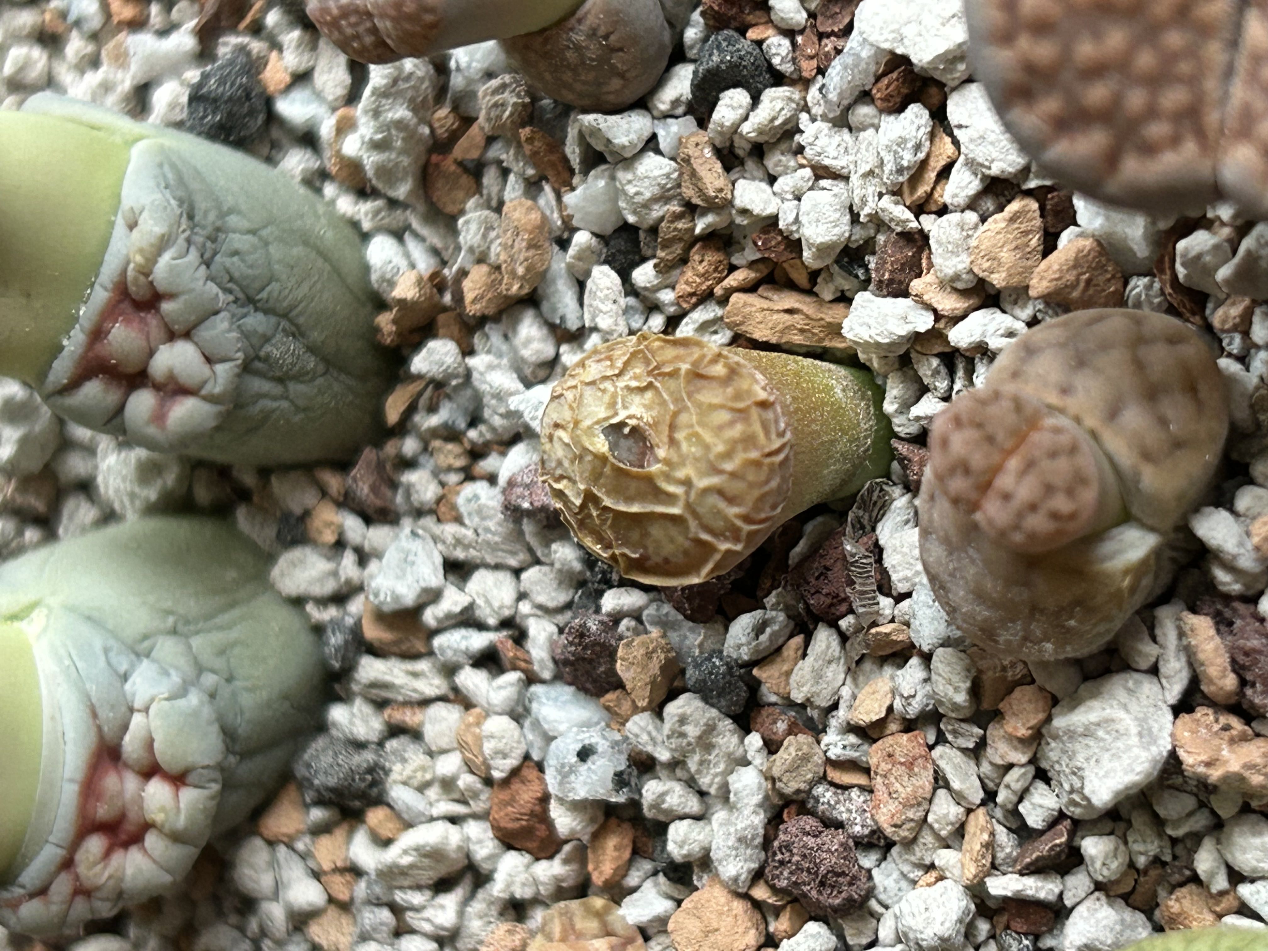 Lithops