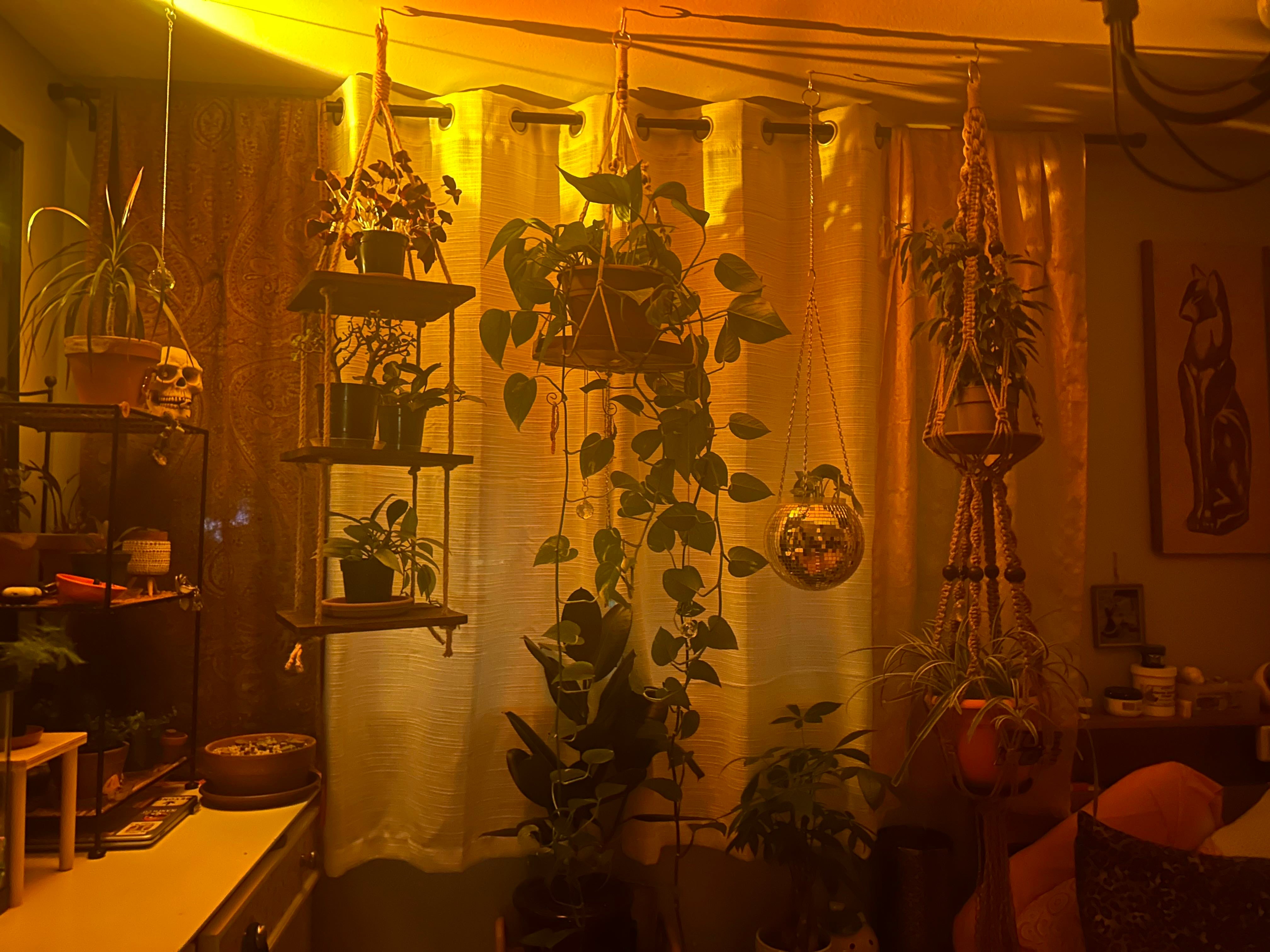 Bittersweet Nightshade Is Not Safe for Cats 🐱