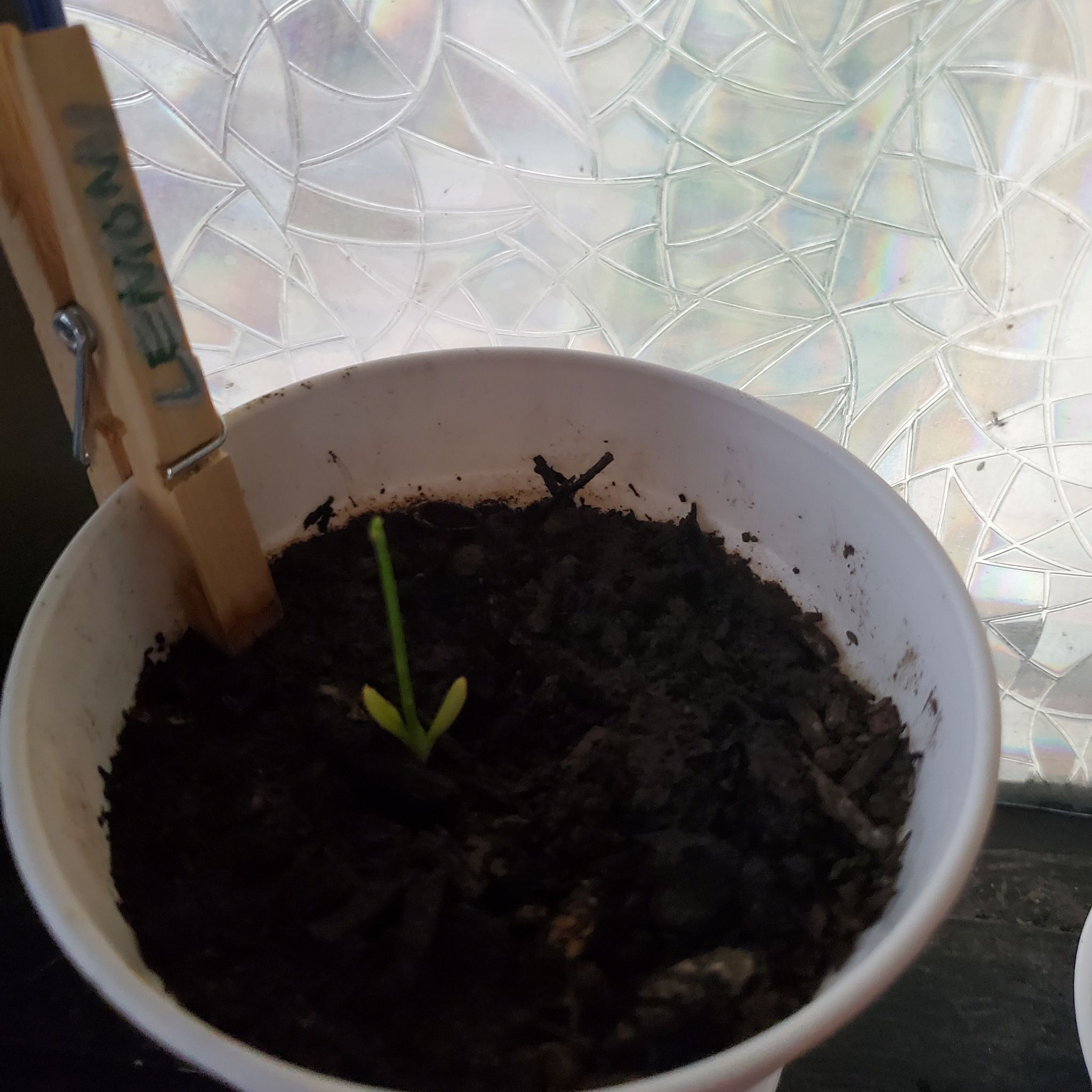Small lemon tree seedling in a white pot with dark soil and a labeled clothespin.