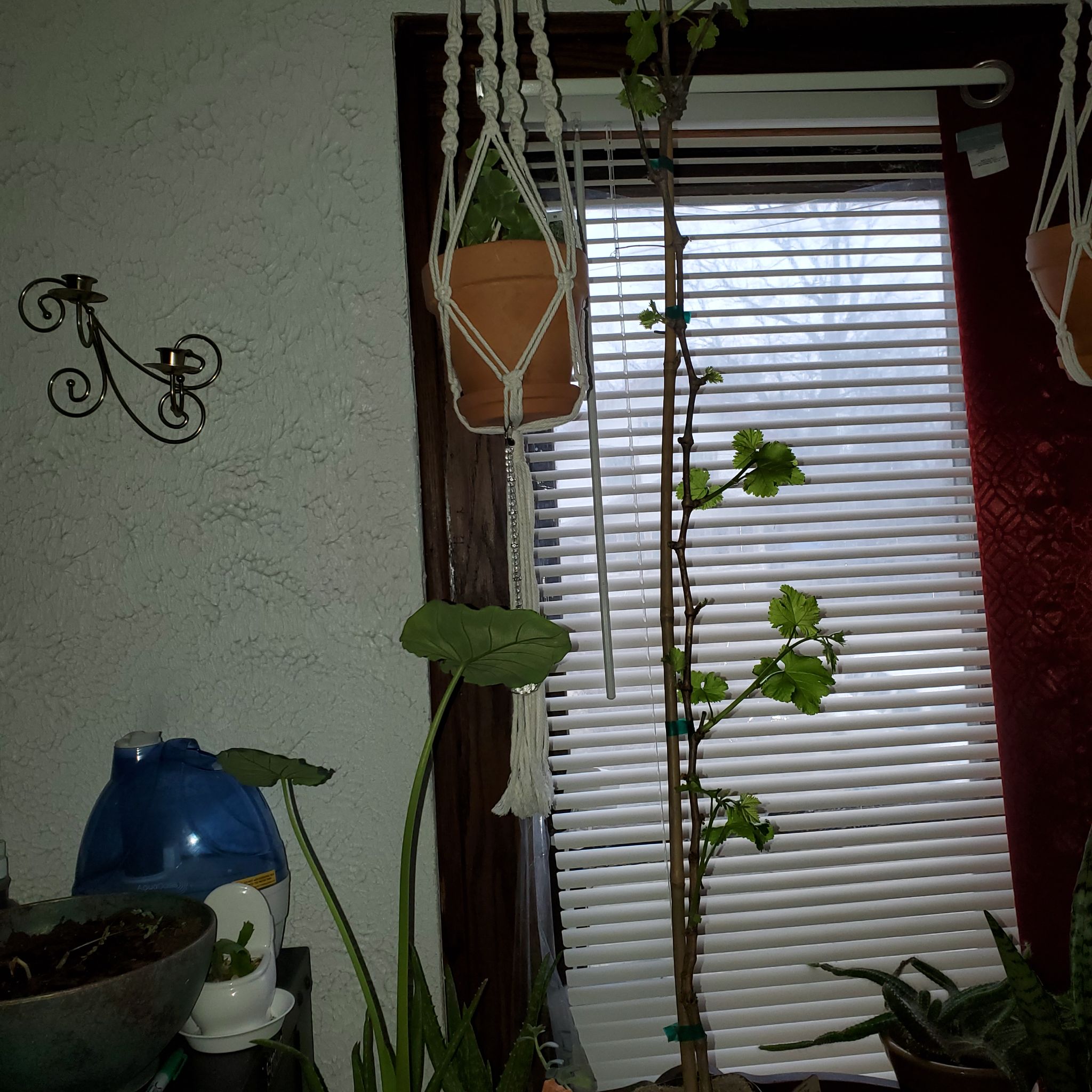 Photo of the plant species Mars Seedless Grape Vine by @GreenthumbIvy named Purple on Greg, the plant care app