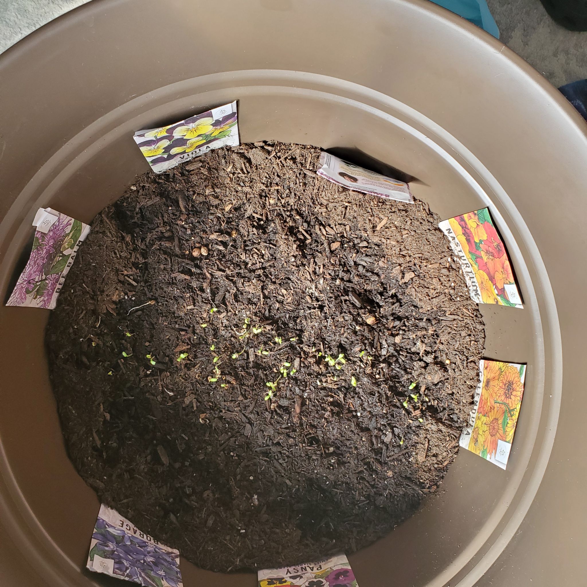 Photo of the plant species Johnny-Jump-Up by @GreenthumbIvy named Oscar on Greg, the plant care app