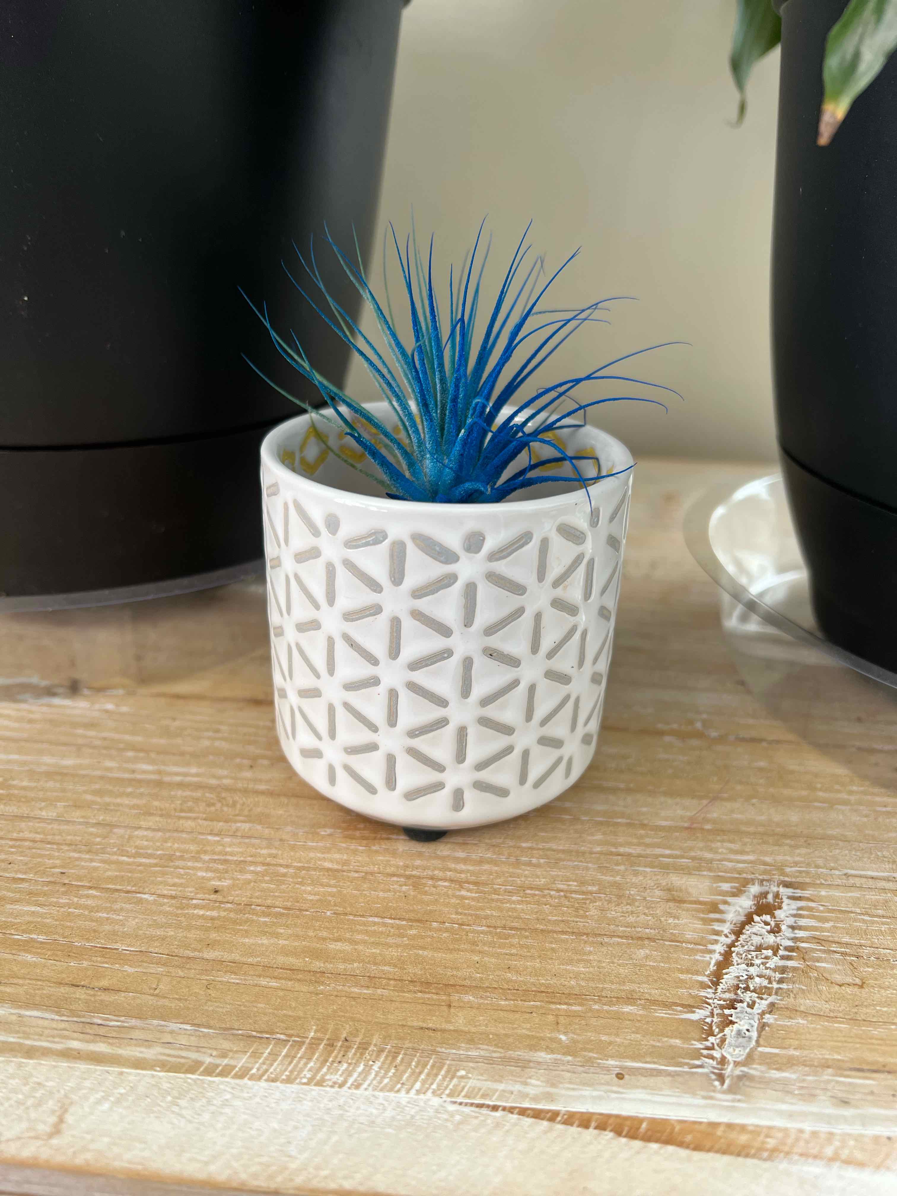 Tillandsia ionantha 'Guatemala' plant in a decorative white pot on a wooden surface.