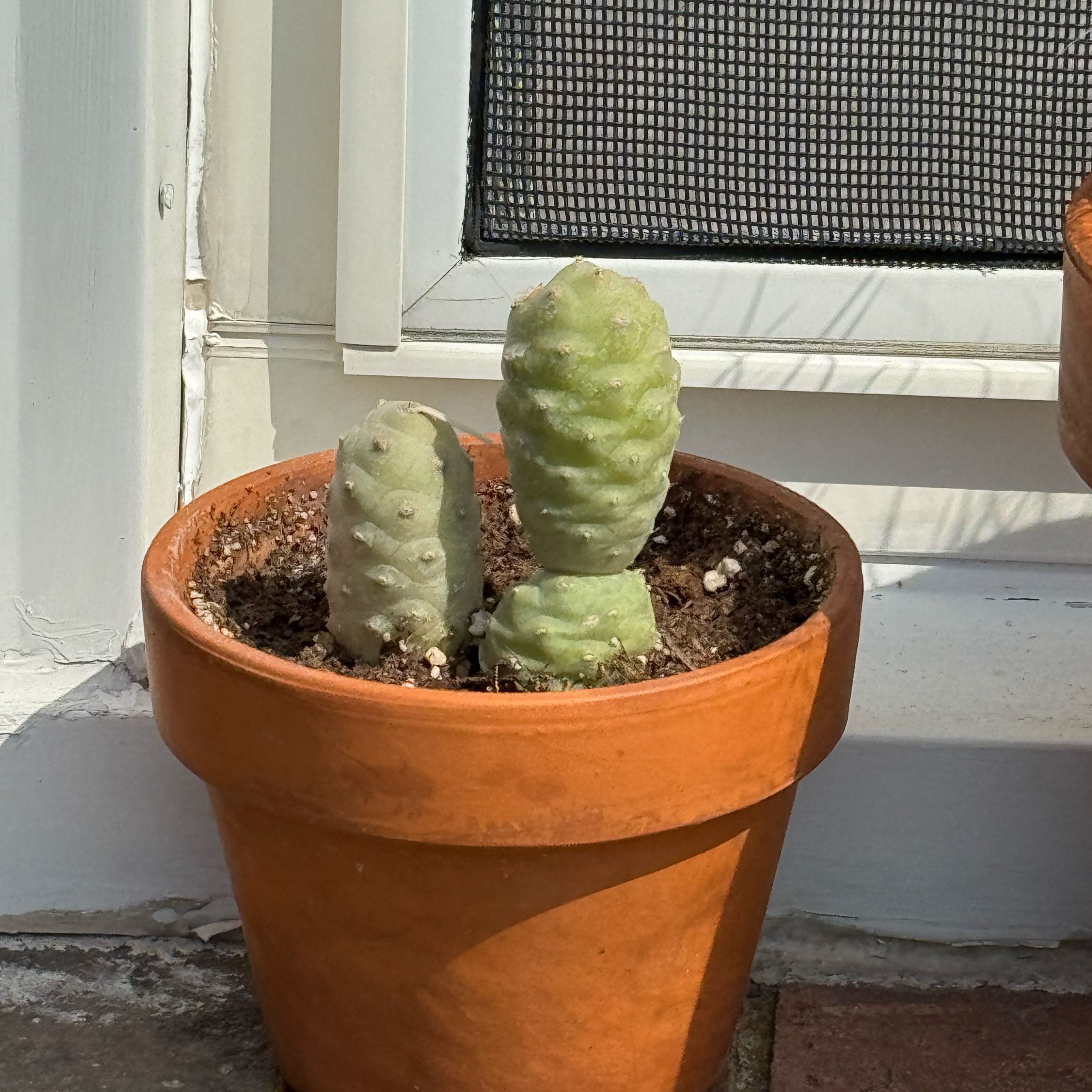Photo of the plant species Tephrocactus Articulatus by @Luxuriousleaf named Coco on Greg, the plant care app