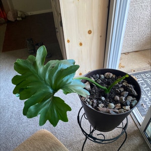 Split Leaf Philodendron plant photo by Leigh named Beckham on Greg, the plant care app.