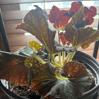 Rhizo Begonia plant in Cortland, New York