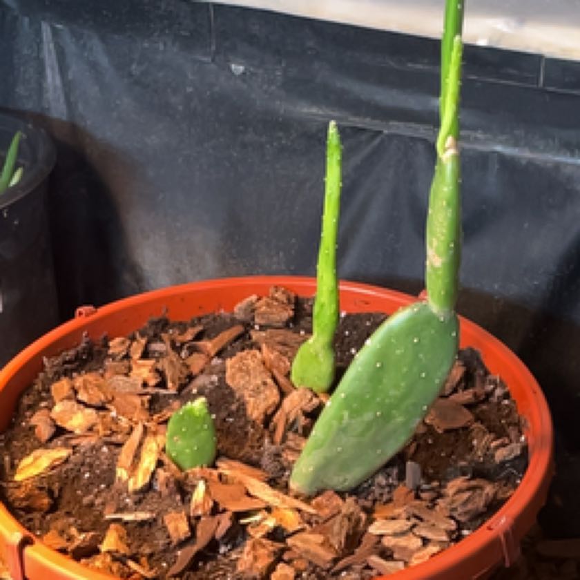 Photo of the plant species Opuntia cacanapa 'Ellisiana' by @ExecBushgrass named Wall-E on Greg, the plant care app