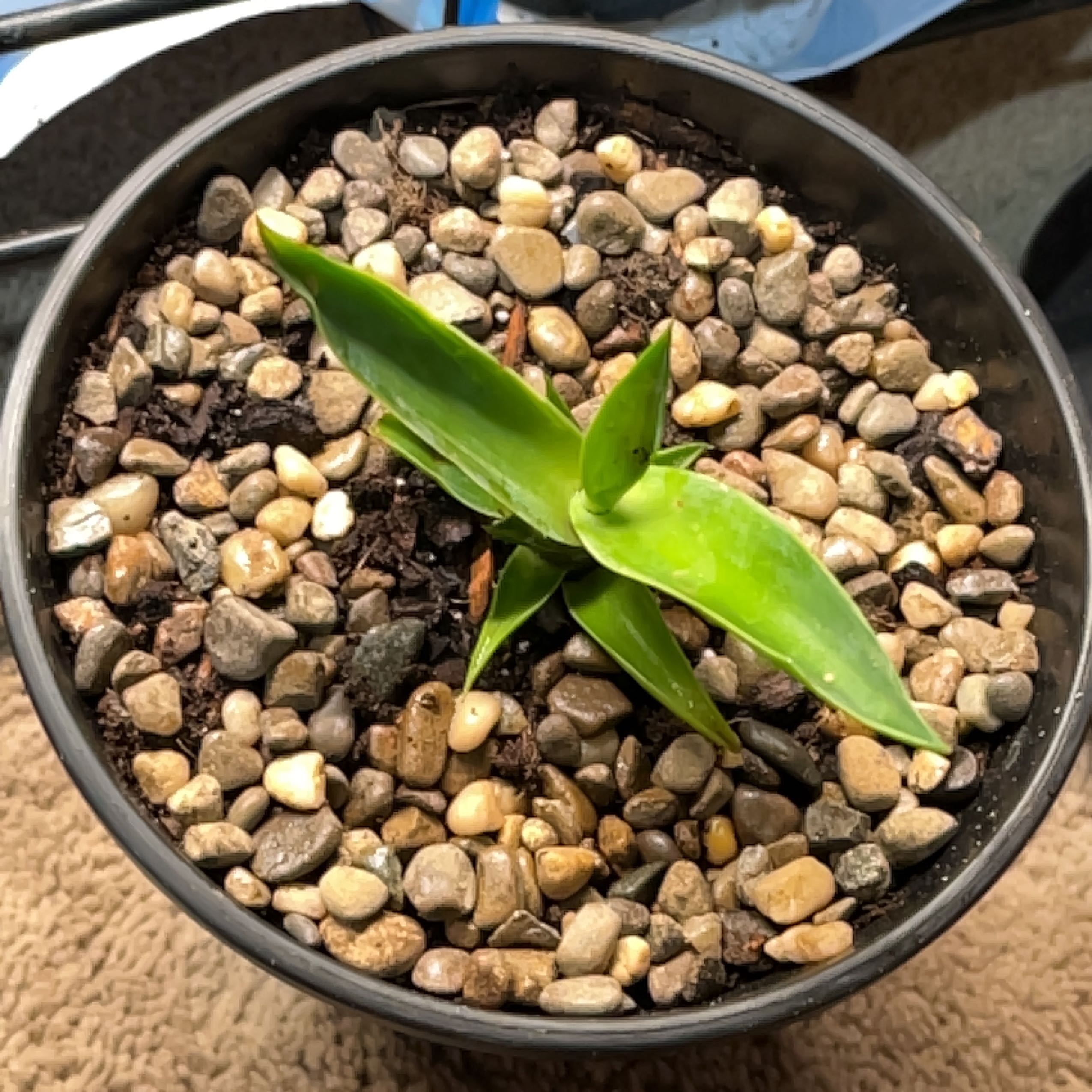 Agave desmettiana 'Variegata' plant in a pot with rocky soil, healthy green leaves.