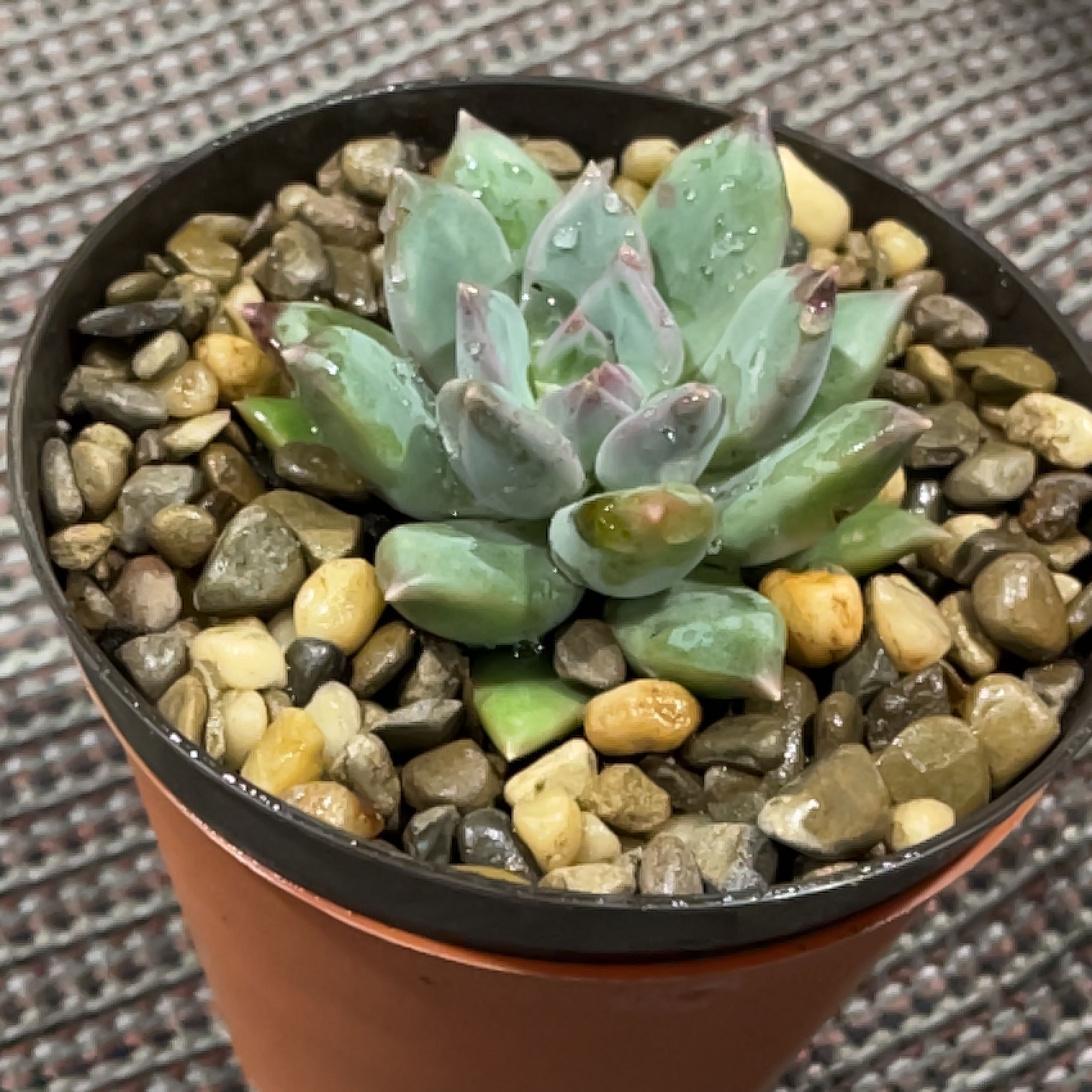 Pachyphytum 'Aquamarine' succulent in a pot with pebbles.