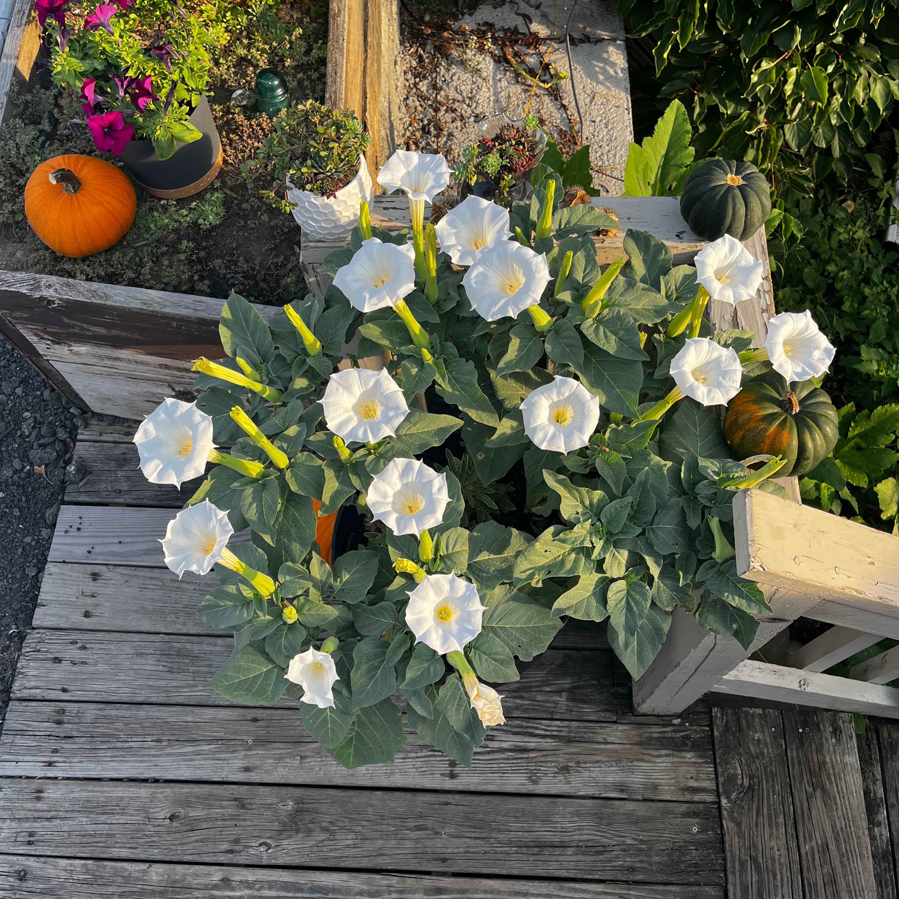 fertilizer for angel trumpet plant