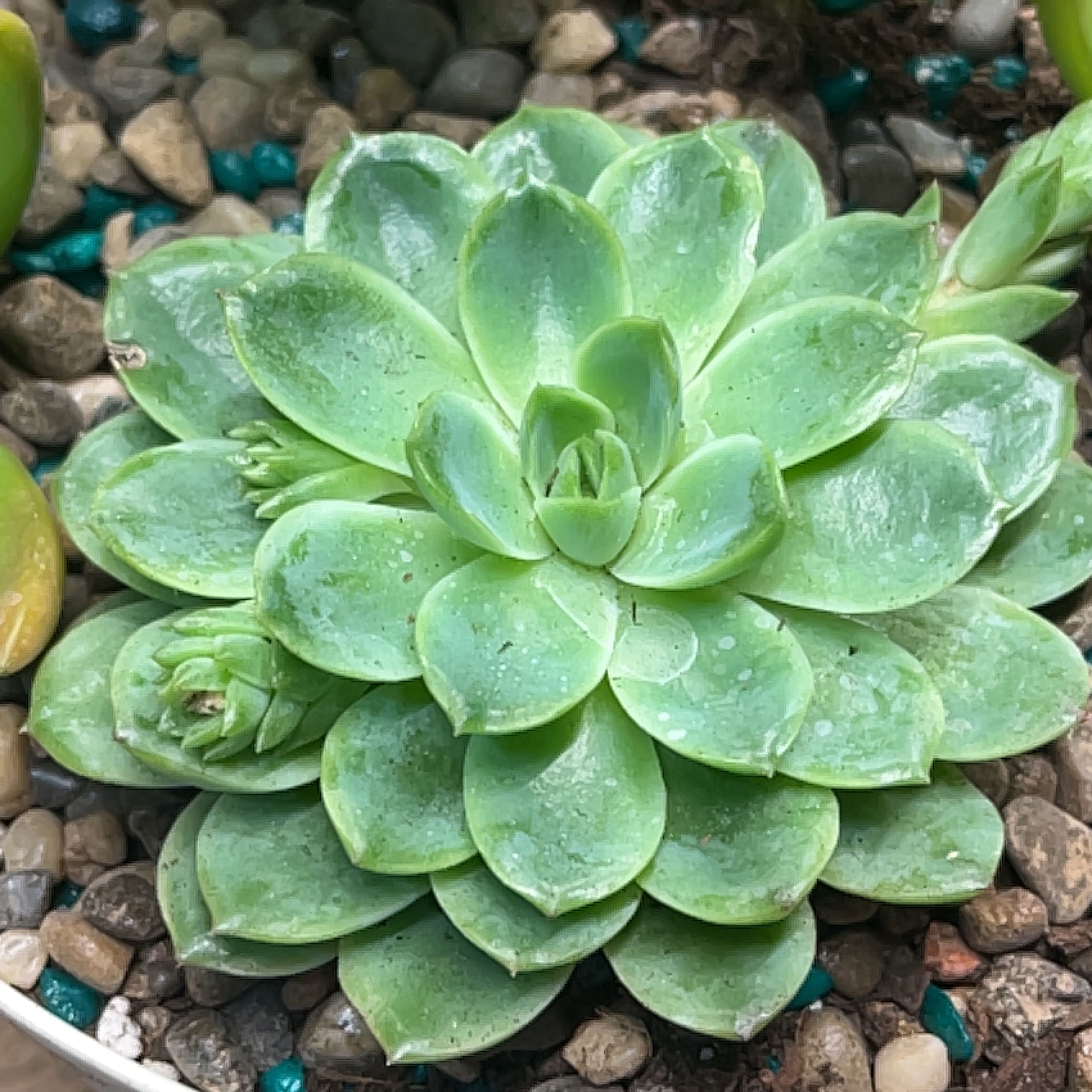 Healthy Echeveria 'Lime n' Chile' succulent with vibrant green leaves.