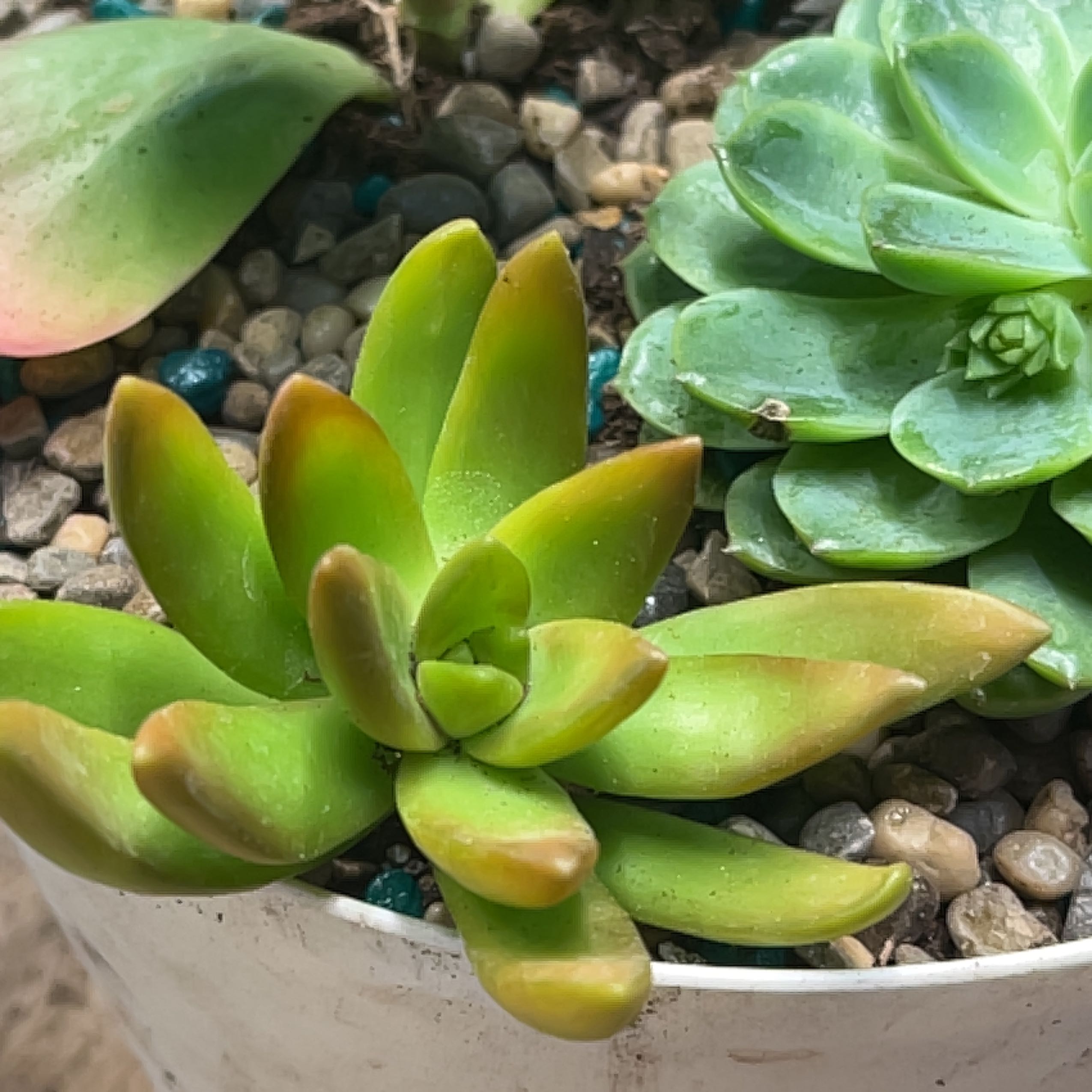 Sedum adolphi 'Sunset' succulent in a pot with pebbles, healthy green and yellowish leaves.