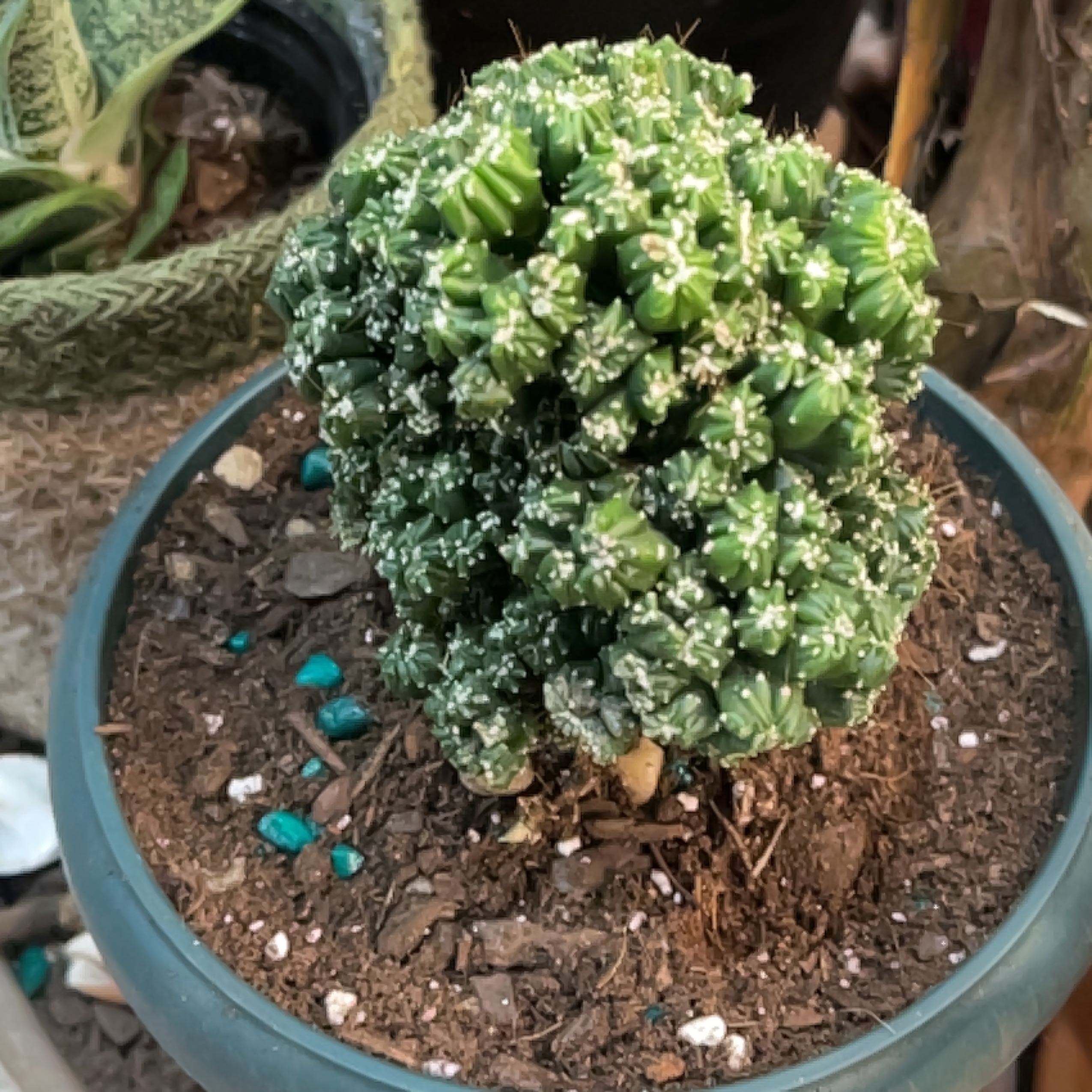 Photo of the plant species Cereus peruvianus f. monstrose 'Petra' by @ExecBushgrass named IDK on Greg, the plant care app