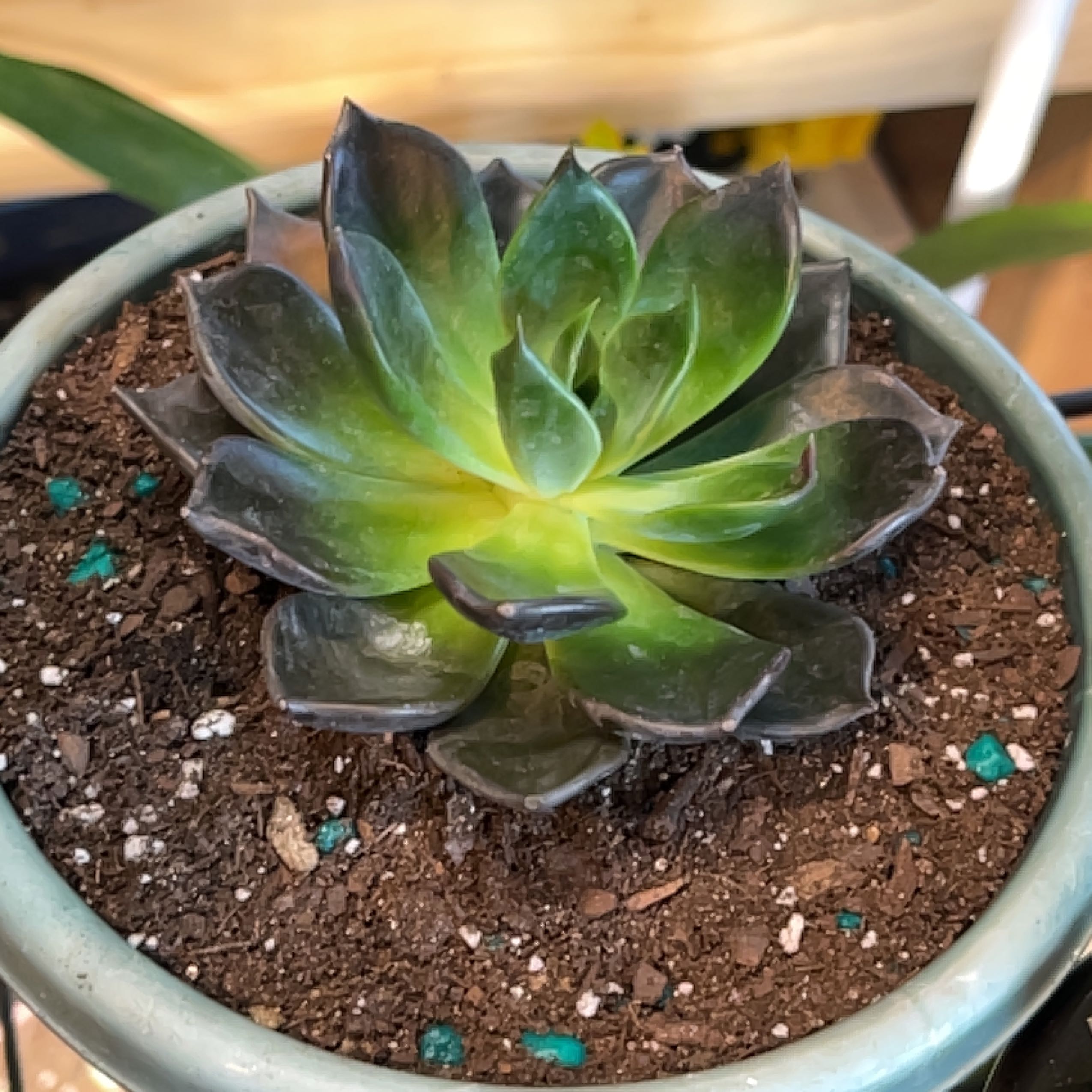 Echeveria 'Dark Moon' succulent in a pot with dark outer leaves and green center.
