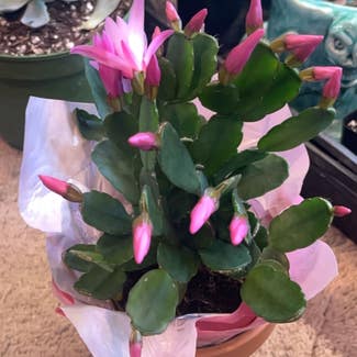 Easter Cactus plant in Cortland, New York