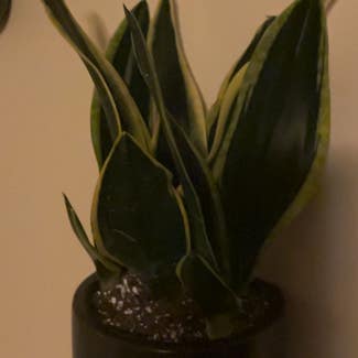 Snake Plant plant in Cortland, New York