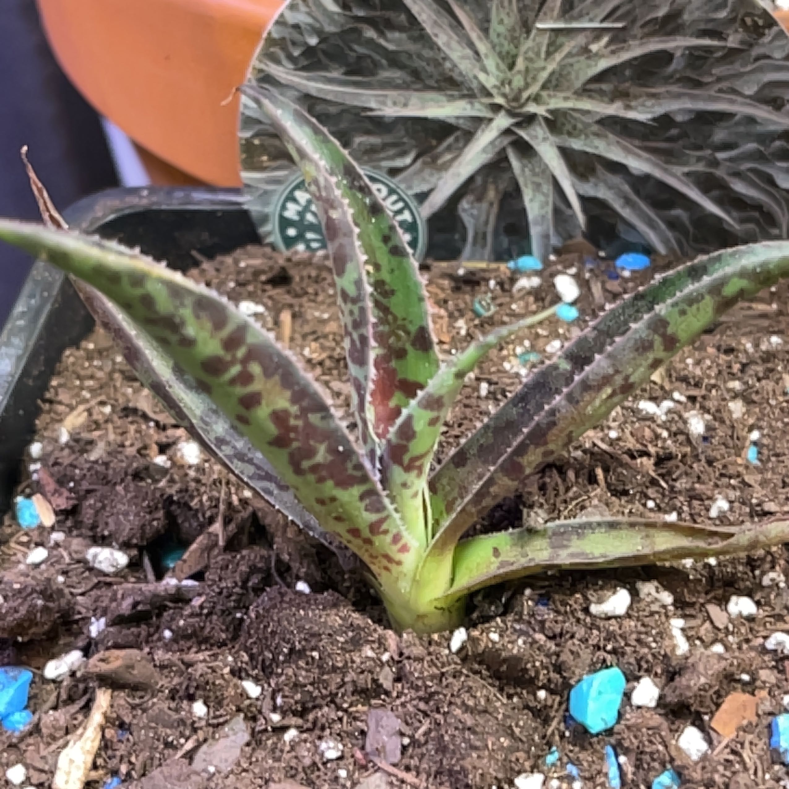 Photo of the plant species Mangave by @ExecBushgrass named Desert Dragon on Greg, the plant care app