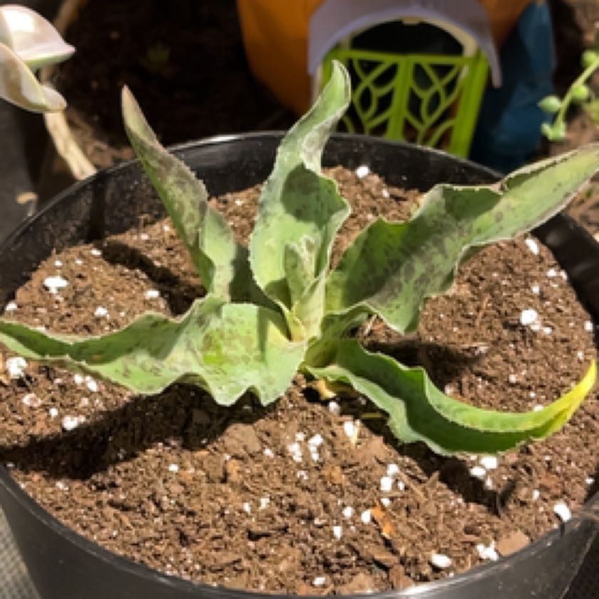 Photo of the plant species Mangave by @ExecBushgrass named Dreadlocks on Greg, the plant care app