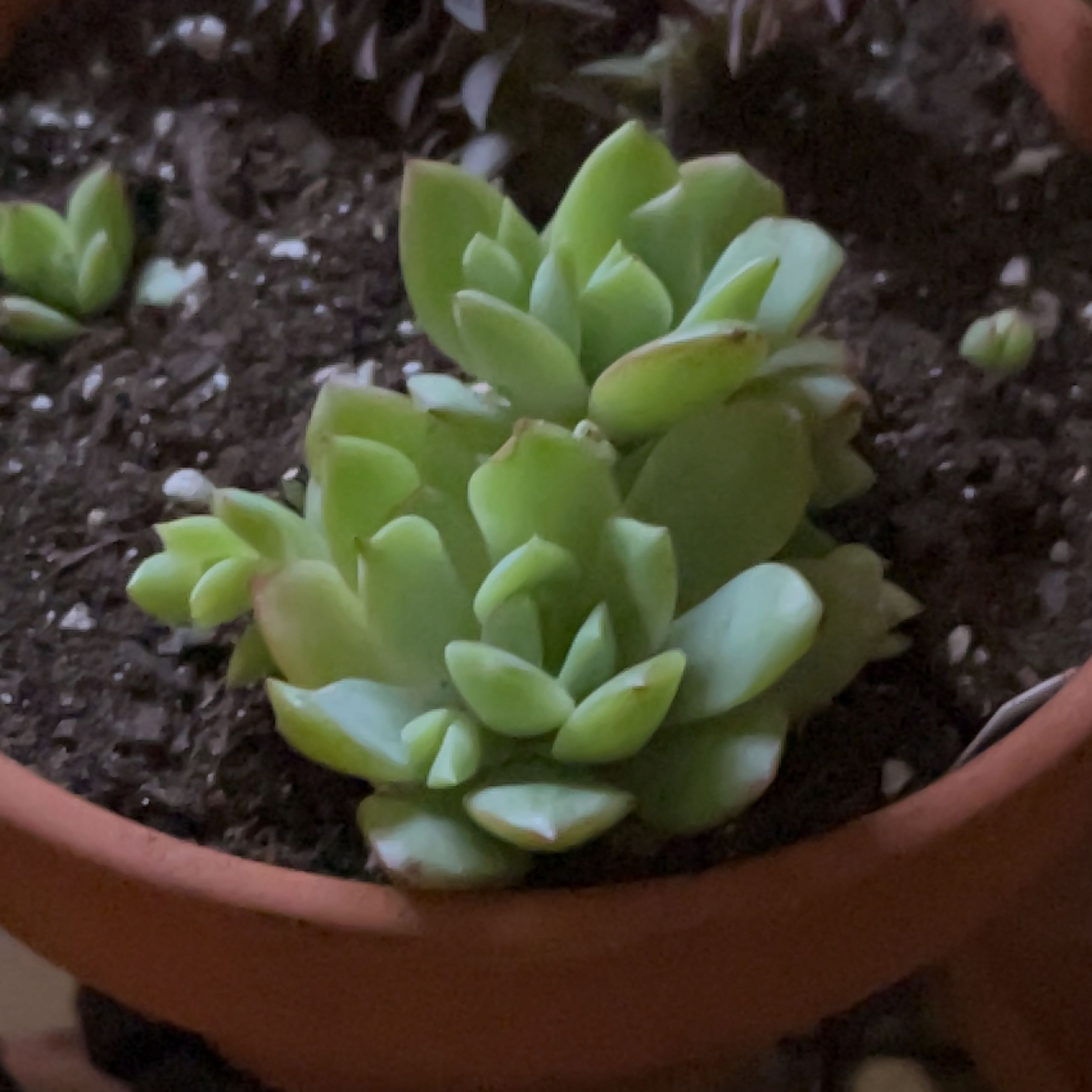 Photo of the plant species Graptopetalum macdougallii by @ExecBushgrass named Macdougallii on Greg, the plant care app