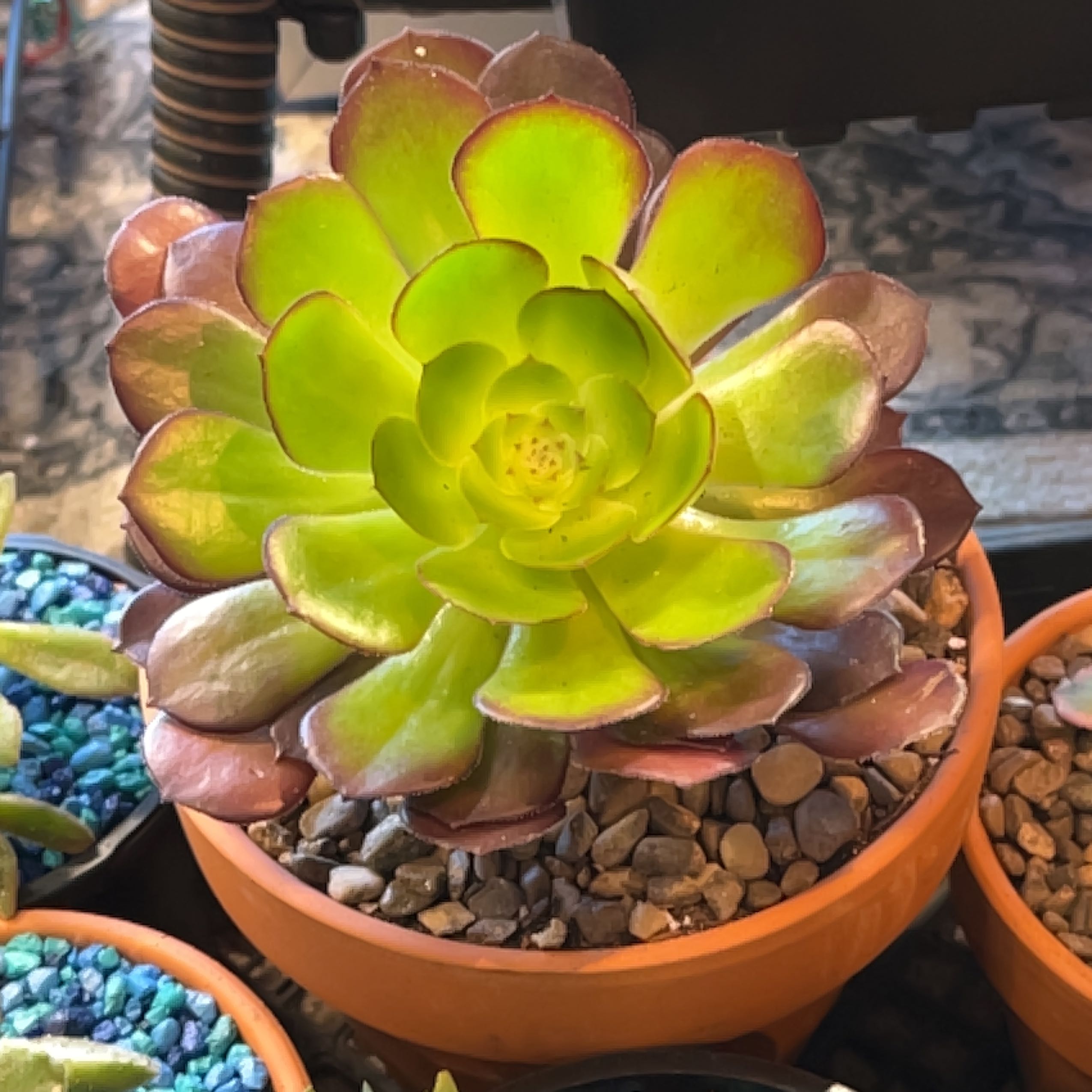 Aeonium arboreum 'Zwartkop' plant in a pot with vibrant leaves.