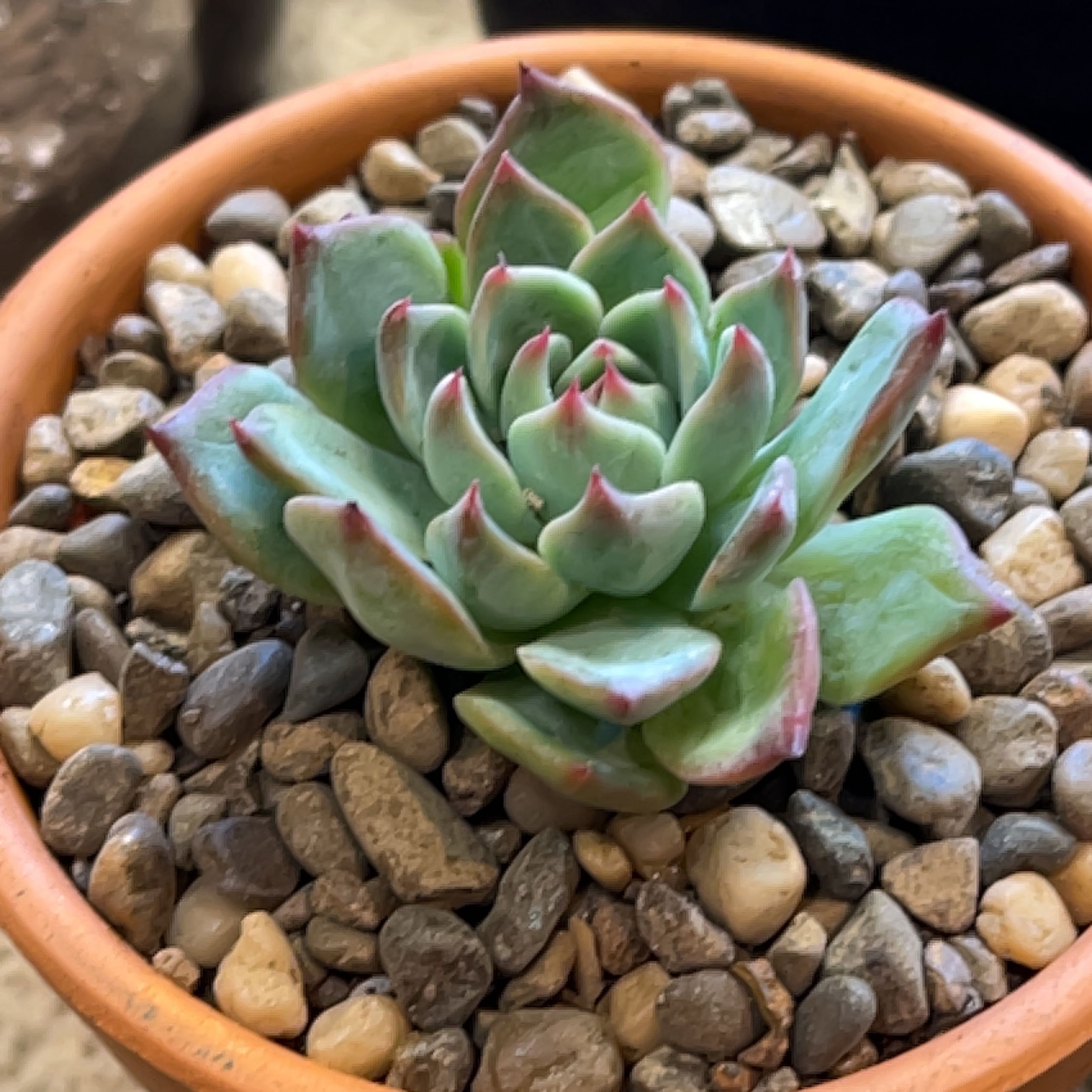 Echeveria 'Tippy' uploaded to the Greg plant app by @ExecBushgrass