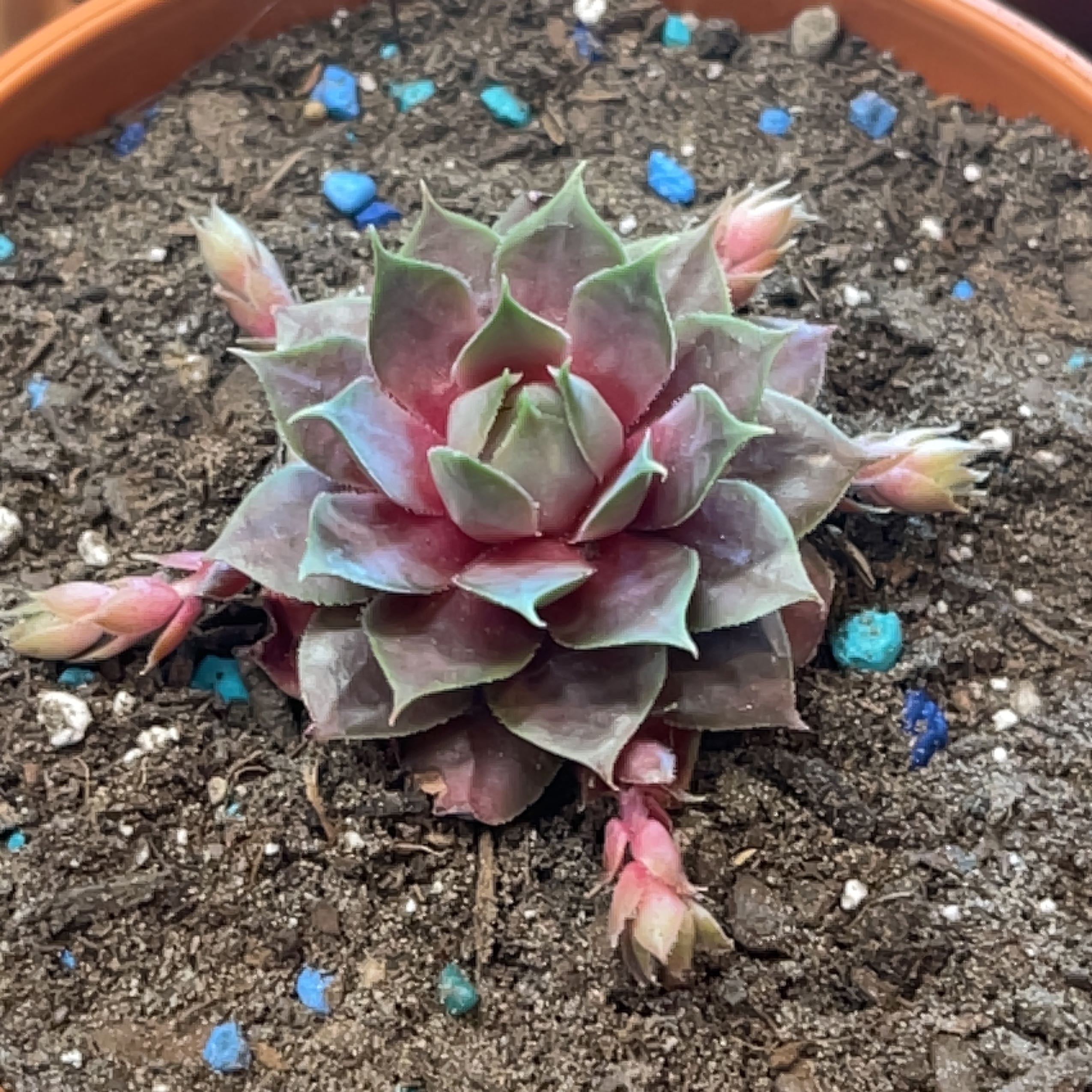 Photo of the plant species Purple Beauty Hen & Chicks by @ExecBushgrass named Purple beauty on Greg, the plant care app