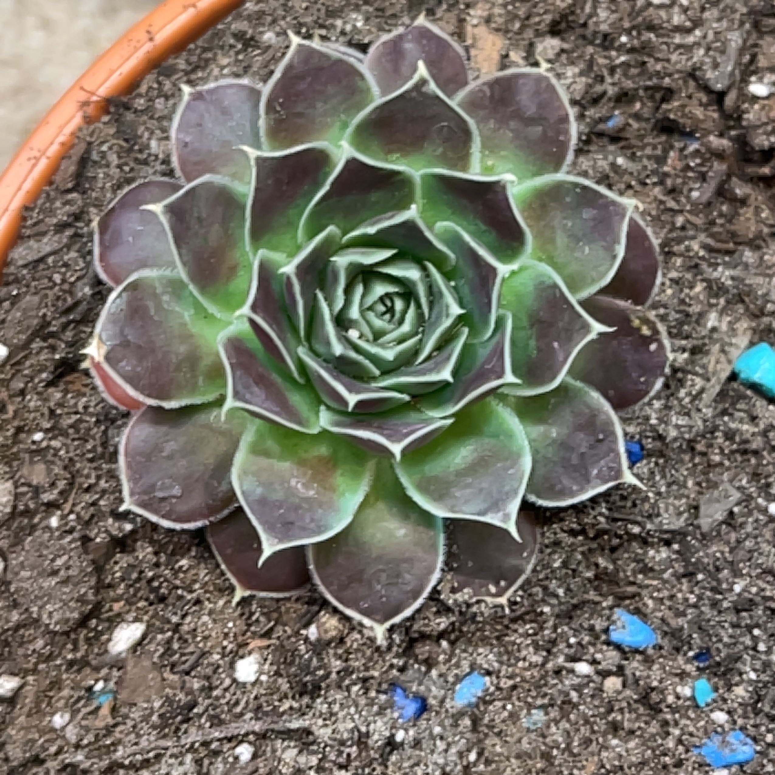 Photo of the plant species Sempervivum heuffelii by @ExecBushgrass named Bronze ingot on Greg, the plant care app