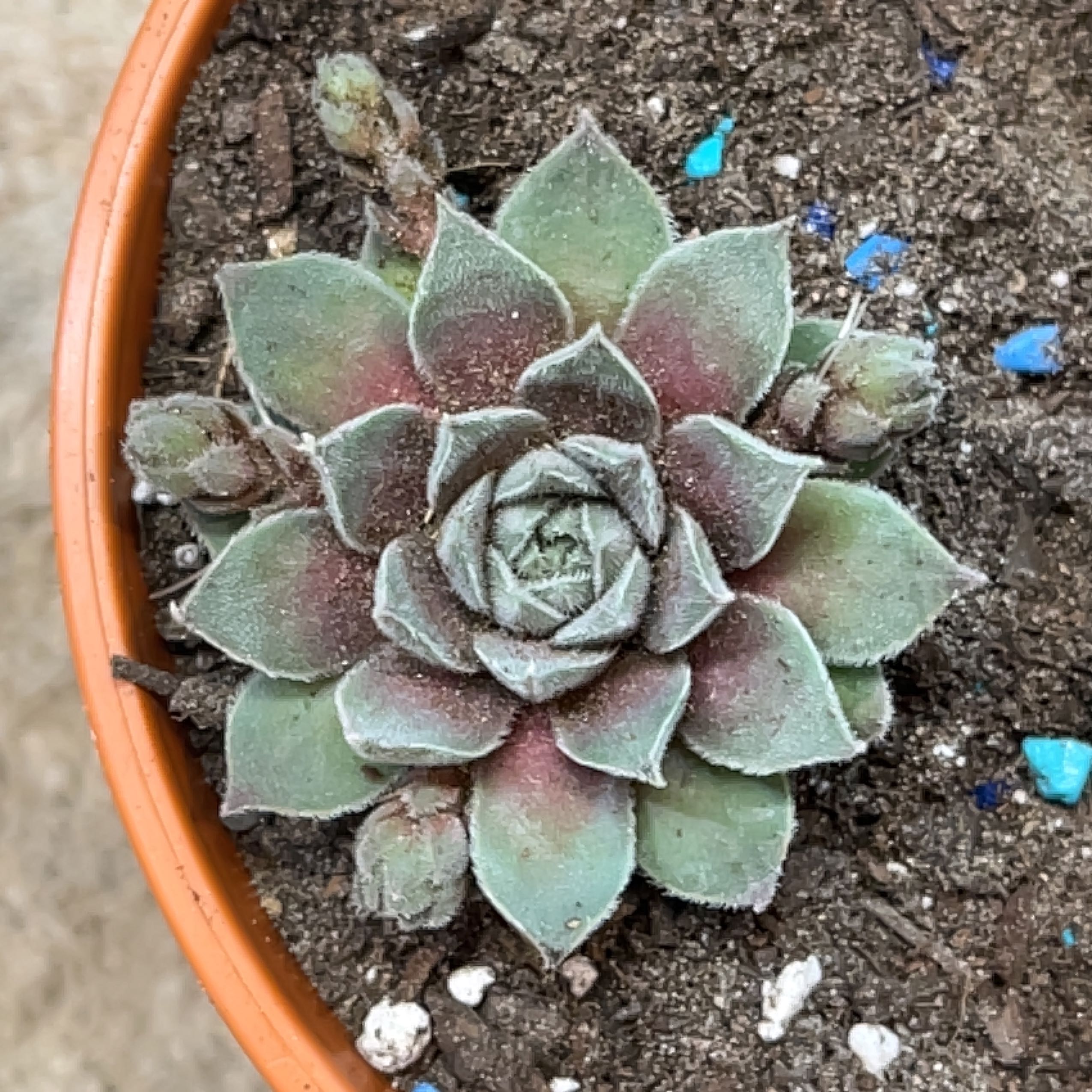 Photo of the plant species Sempervivum 'Neptune' by @ExecBushgrass named Neptune on Greg, the plant care app