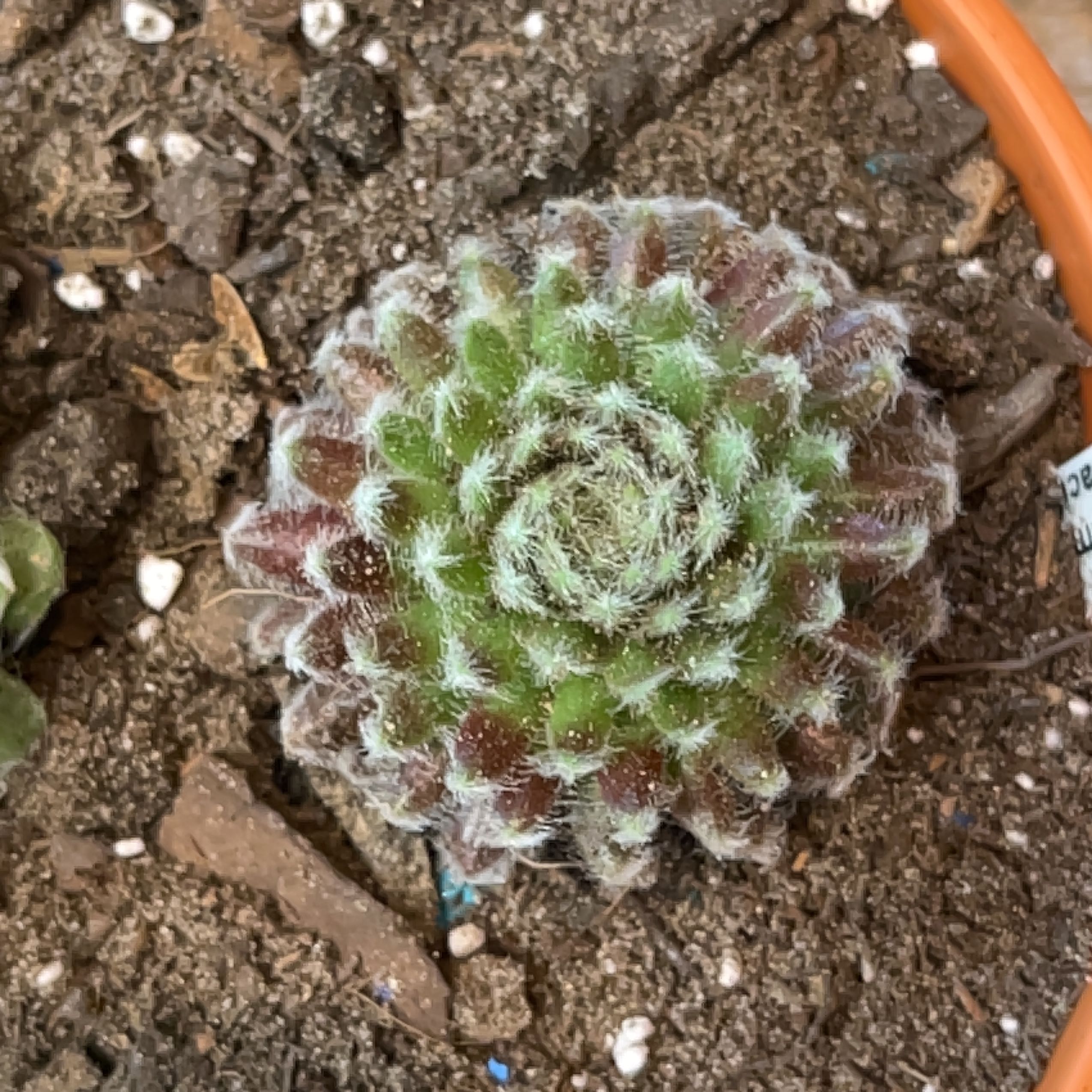 Photo of the plant species Sempervivum 'Pacific Blue Ice' by @ExecBushgrass named Pacific teddy on Greg, the plant care app