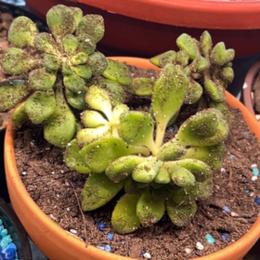 Photo of the plant species Aeonium lindleyi by @ExecBushgrass named Mystery on Greg, the plant care app