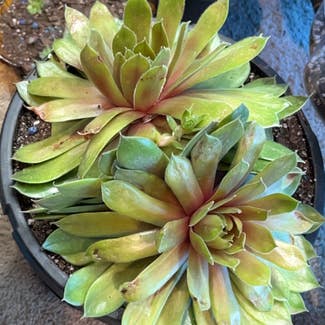 Hens and Chicks plant in Cortland, New York