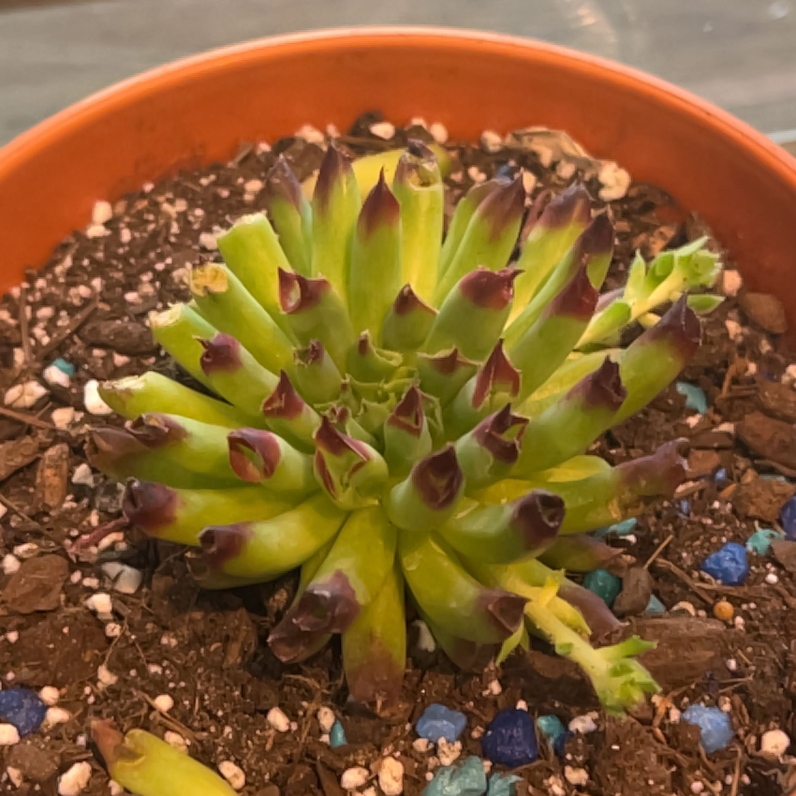 Photo of the plant species Sempervivum 'Oddity' by @ExecBushgrass named Oddity on Greg, the plant care app